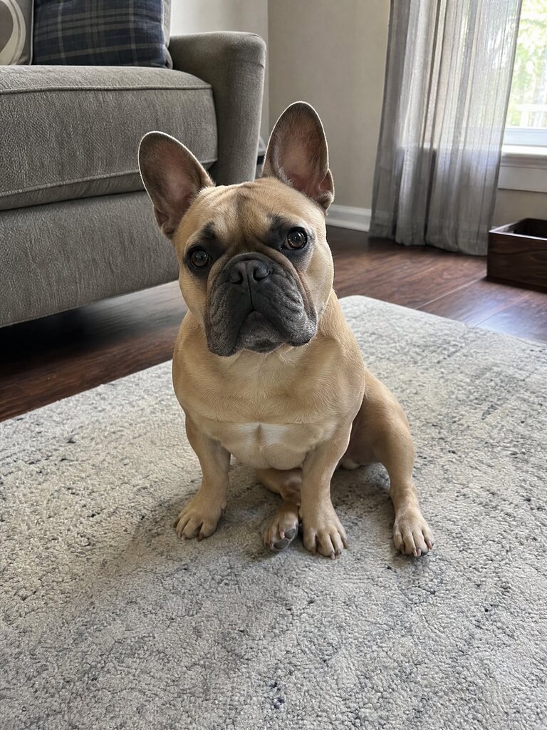 Input in the middle for Closed on Sunday AI example 2: a fawn French bulldog sitting on a rug (AI-generated sample pet)
